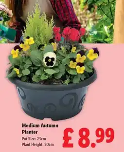 Lidl Medium Autumn Planter offer