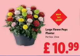Lidl Large Flower Pops Planter offer