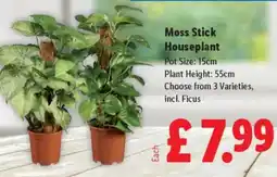 Lidl Moss Stick Houseplant offer