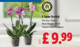 Lidl 2 Stem Orchid offer
