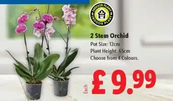 Lidl 2 Stem Orchid offer