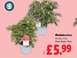 Lidl Rhododendron offer