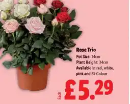 Lidl Rose Trio offer