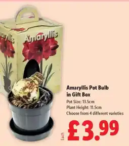 Lidl Amaryllis Pot Bulb in Gift Box offer