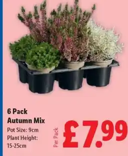 Lidl 6 Pack Autumn Mix offer