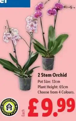 Lidl 2 Stem Orchid offer