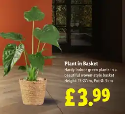 Lidl Plant in Basket offer
