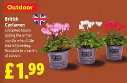 Lidl British Cyclamen offer