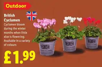 Lidl British Cyclamen offer