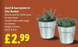Lidl Cacti & Succulents in Zinc Bucket offer