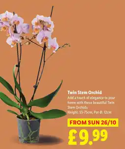 Lidl Twin Stem Orchid offer