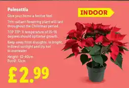 Lidl Poinsettia offer