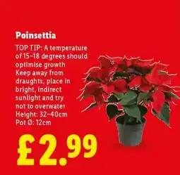 Lidl Poinsettia offer