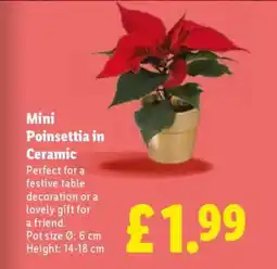 Lidl Mini Poinsettia in Ceramic offer