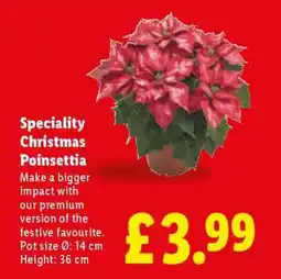 Lidl Speciality Christmas Poinsettia offer