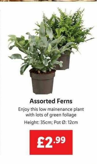 Lidl Assorted Ferns offer