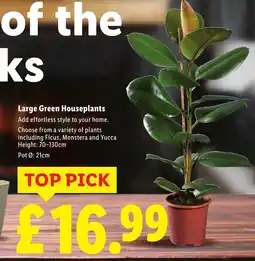 Lidl Large Green Houseplants offer