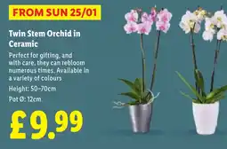 Lidl Twin Stem Orchid in Ceramic offer