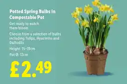 Lidl Potted Spring Bulbs in Compostable Pot offer
