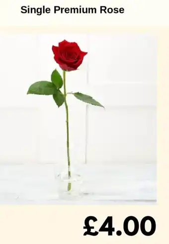 Single Premium Rose
