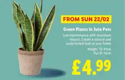 Lidl Green Plants in Jute Pots offer