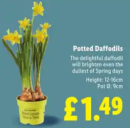 Lidl Potted Daffodils offer