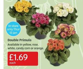 Aldi Double Primula offer
