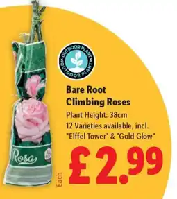 Lidl Bare Root Climbing Roses offer
