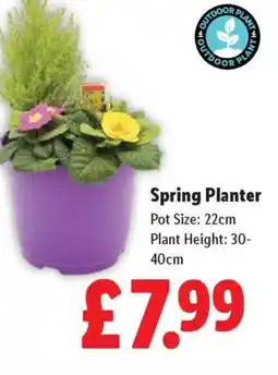 Lidl Spring Planter offer
