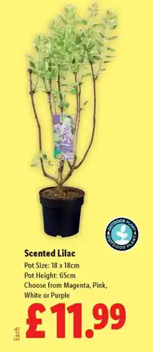 Lidl Scented Lilac offer
