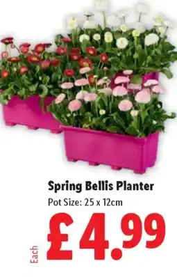 Lidl Spring Bellis Planter offer