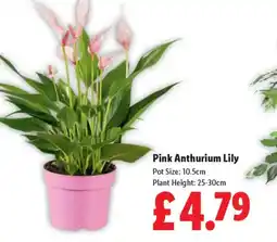 Lidl Pink Anthurium Lily offer