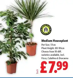 Lidl Medium Houseplant offer