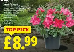 Lidl Rhododendron offer