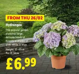 Lidl Hydrangea offer