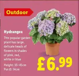 Lidl Hydrangea offer