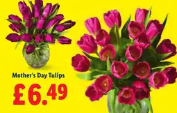 Lidl Mother's Day Tulips offer