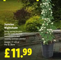 Lidl Jasmine Nightshade offer