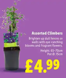 Lidl Assorted Climbers offer