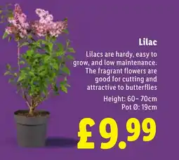 Lidl Lilac offer