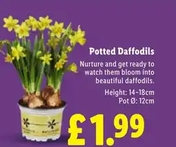 Lidl Potted Daffodils offer