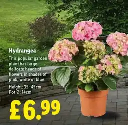 Lidl Hydrangea offer