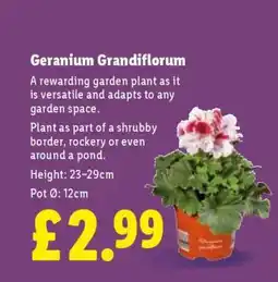 Lidl Geranium Grandiflorum offer