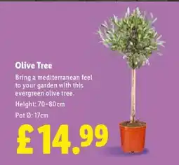Lidl Olive Tree offer