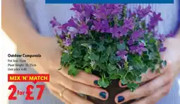 Lidl Outdoor Campanula offer