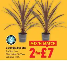 Lidl Cordyline Red Star offer