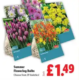Lidl Summer Flowering Bulbs offer