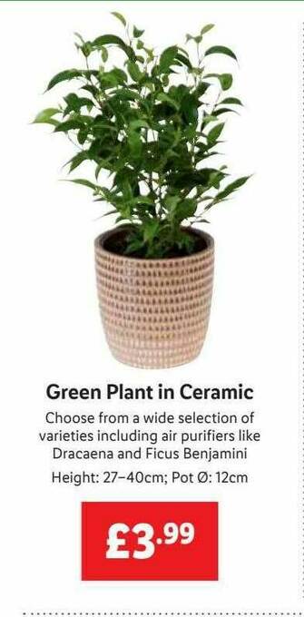 Lidl Green Plant In Ceramic offer