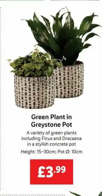 Lidl Geen Plant In Greystone Pot offer