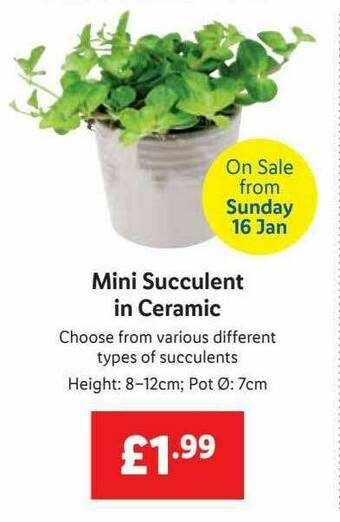 Lidl Mini Succulent In Ceramic offer